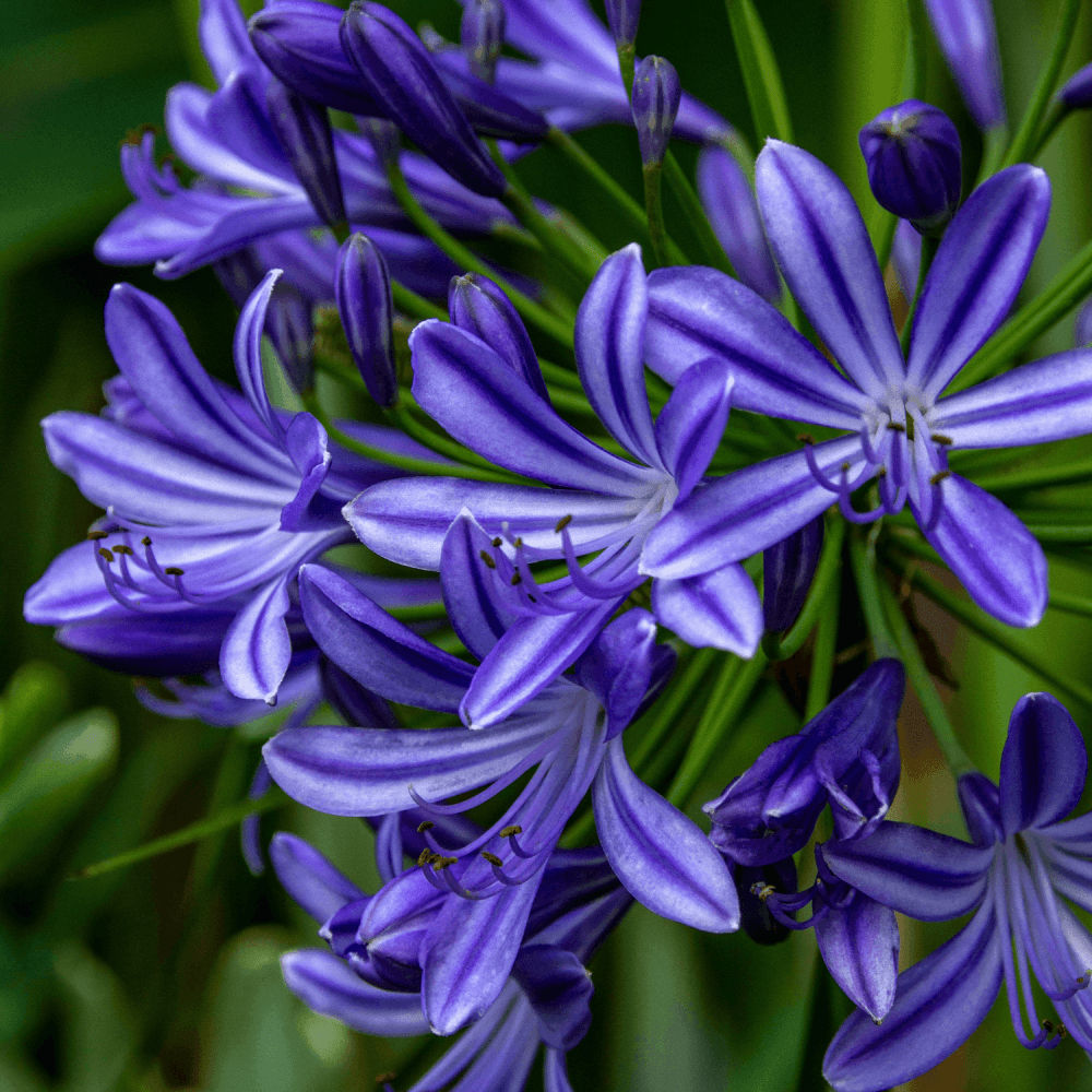 Agapanthe 'Poppin Pourpre' - Agapanthus 'Poppin Pourpre' - FLEURANDIE