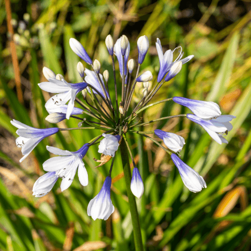 Agapanthe 'Twister' - Agapanthus 'Twister' - FLEURANDIE