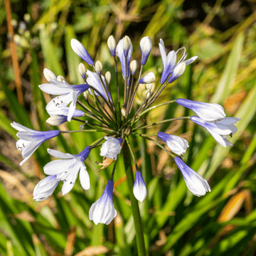 Agapanthe 'Twister' - Agapanthus 'Twister'