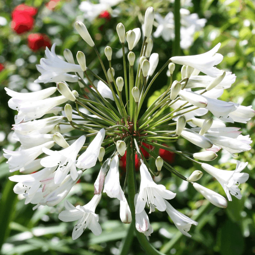 Agapanthe Windsor Gray - Agapanthus Windsor Gray - FLEURANDIE