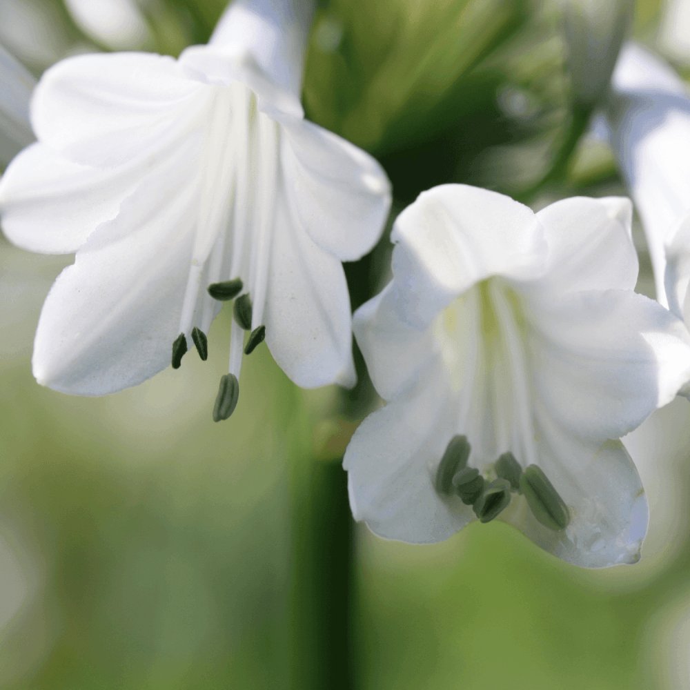 Agapanthe Windsor Gray - Agapanthus Windsor Gray - FLEURANDIE