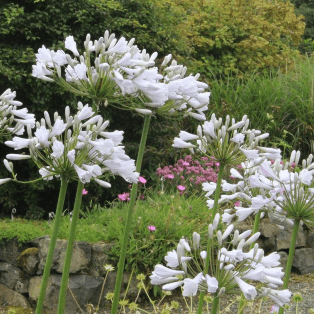 Agapanthe Windsor Gray - Agapanthus Windsor Gray - FLEURANDIE