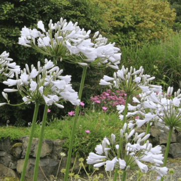 Agapanthe Windsor Gray  - Agapanthus Windsor Gray