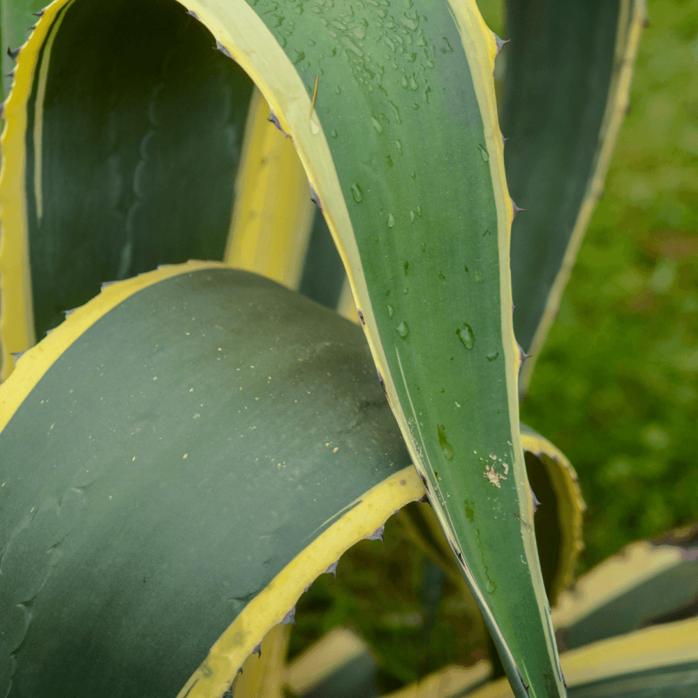 Agave Americana Variegata - Agave Americana Variegata - FLEURANDIE