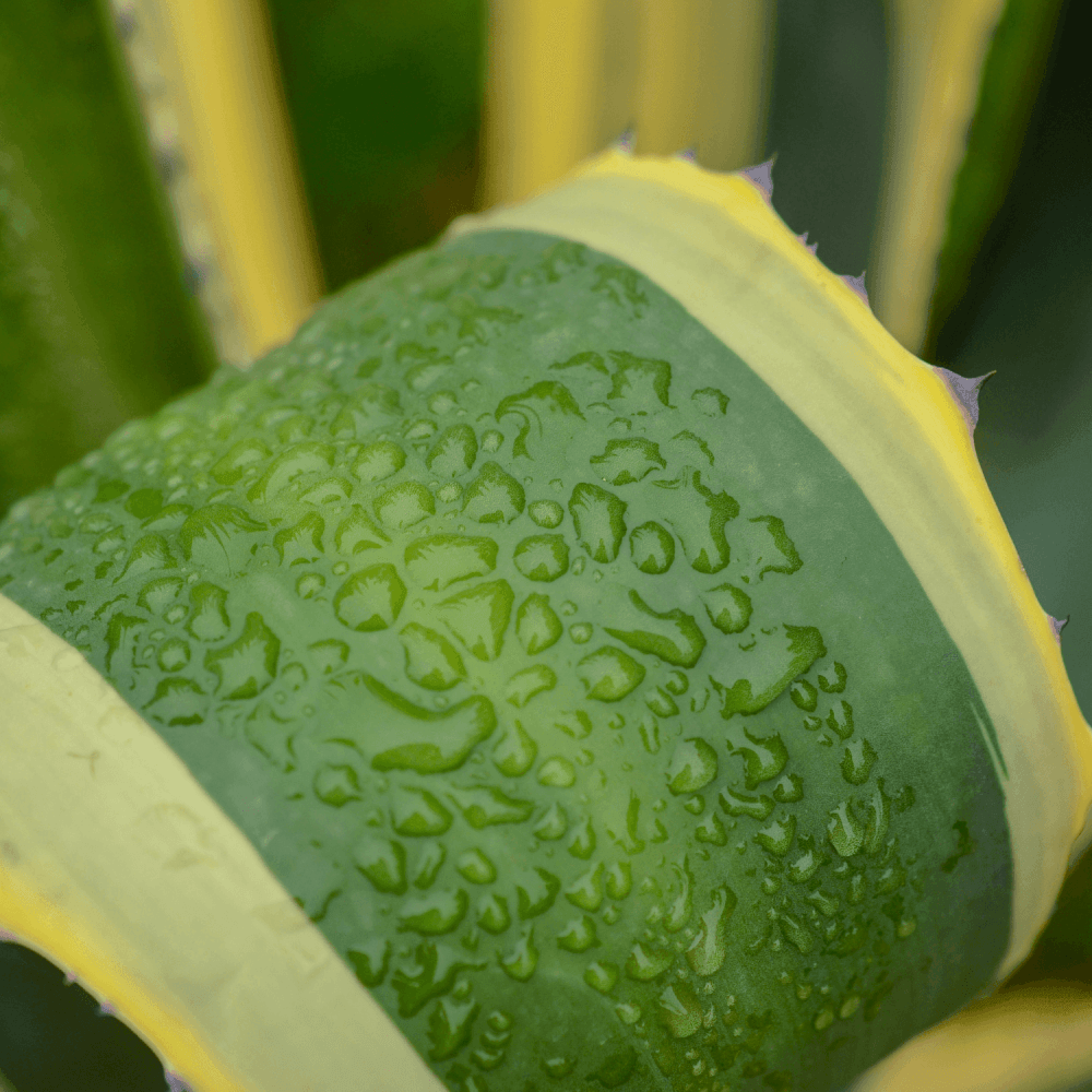 Agave Americana Variegata - Agave Americana Variegata - FLEURANDIE