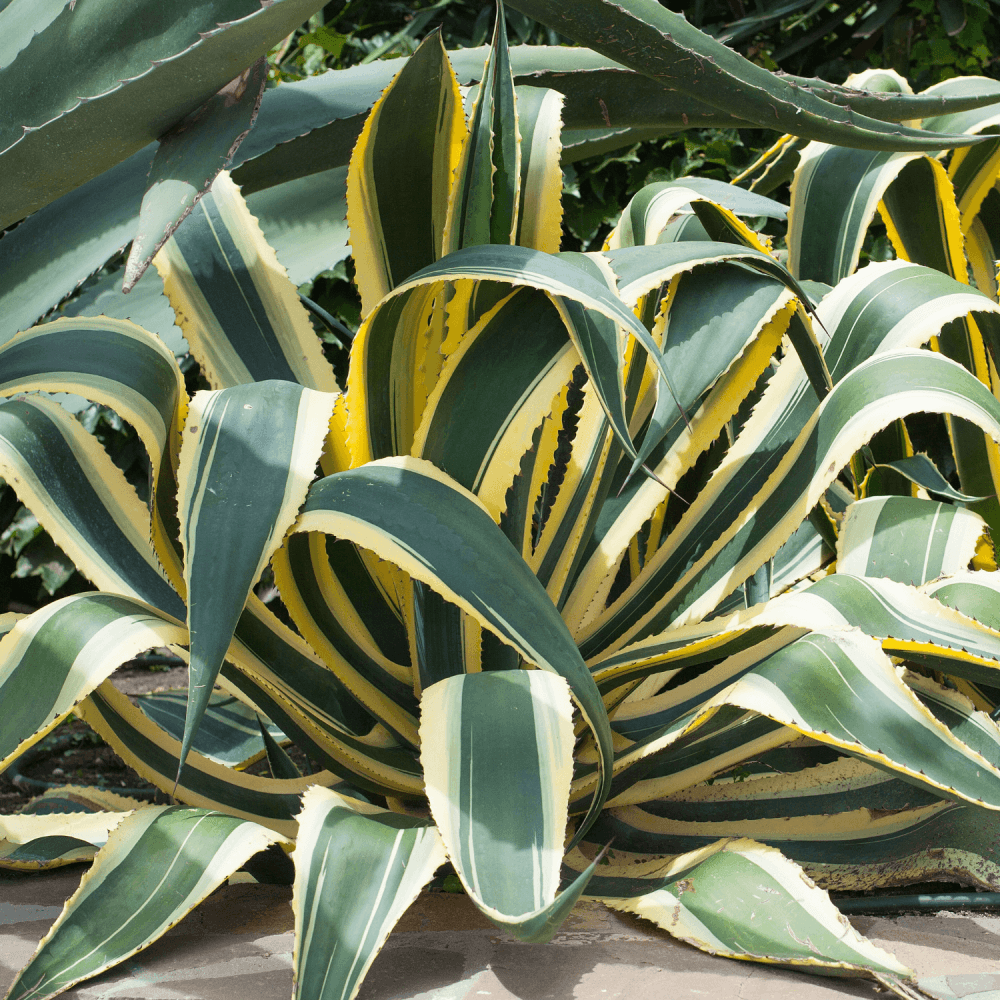 Agave Americana Variegata - Agave Americana Variegata - FLEURANDIE