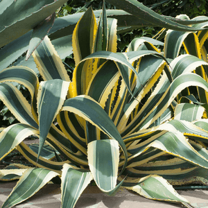 Agave Americana Variegata - Agave Americana Variegata - FLEURANDIE