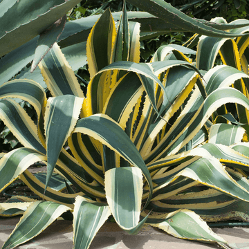 Agave Americana Variegata -  Agave Americana Variegata