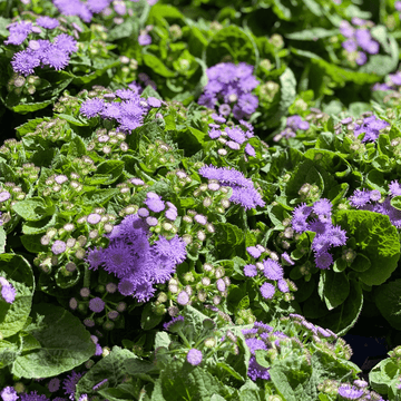 Ageratum Bleu - Ageratum houstonianum - FLEURANDIE