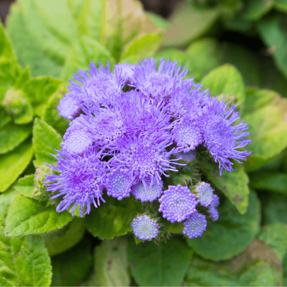 Ageratum Bleu - Ageratum houstonianum - FLEURANDIE