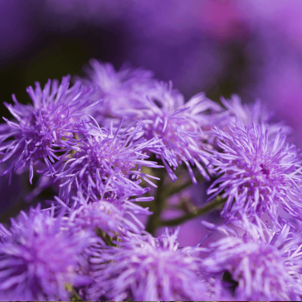 Ageratum Bleu - Ageratum houstonianum - FLEURANDIE