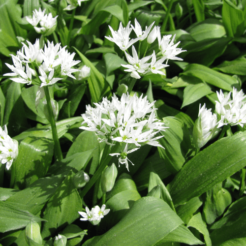 Ail des ours - Allium ursinum - FLEURANDIE