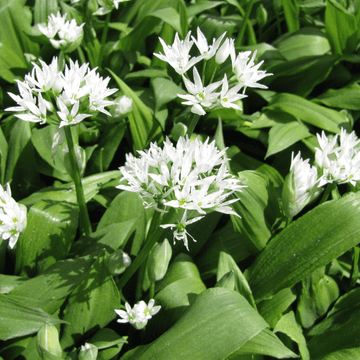 Ail des ours -  Allium ursinum