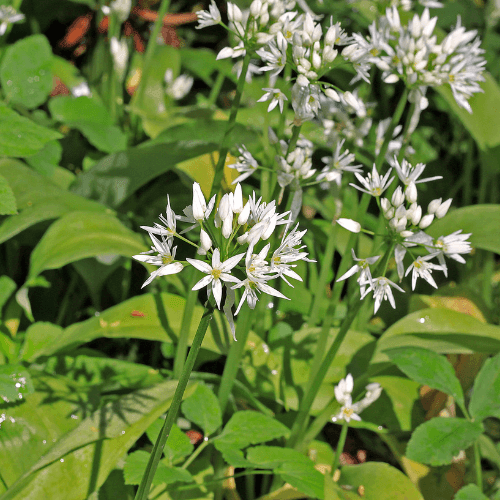 Ail des ours - Allium ursinum - FLEURANDIE