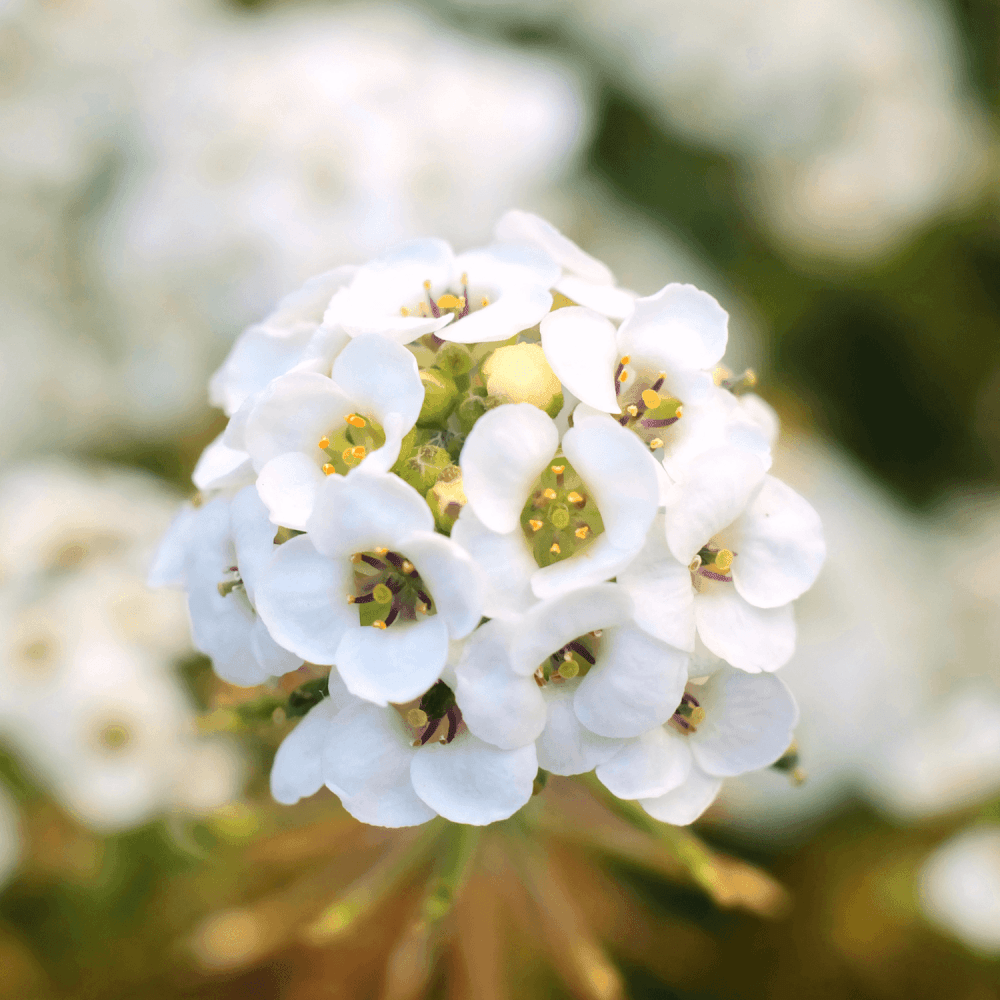 Alyssum - FLEURANDIE