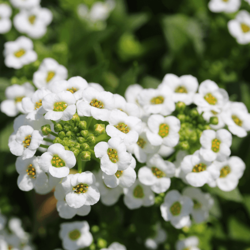 Alyssum - FLEURANDIE