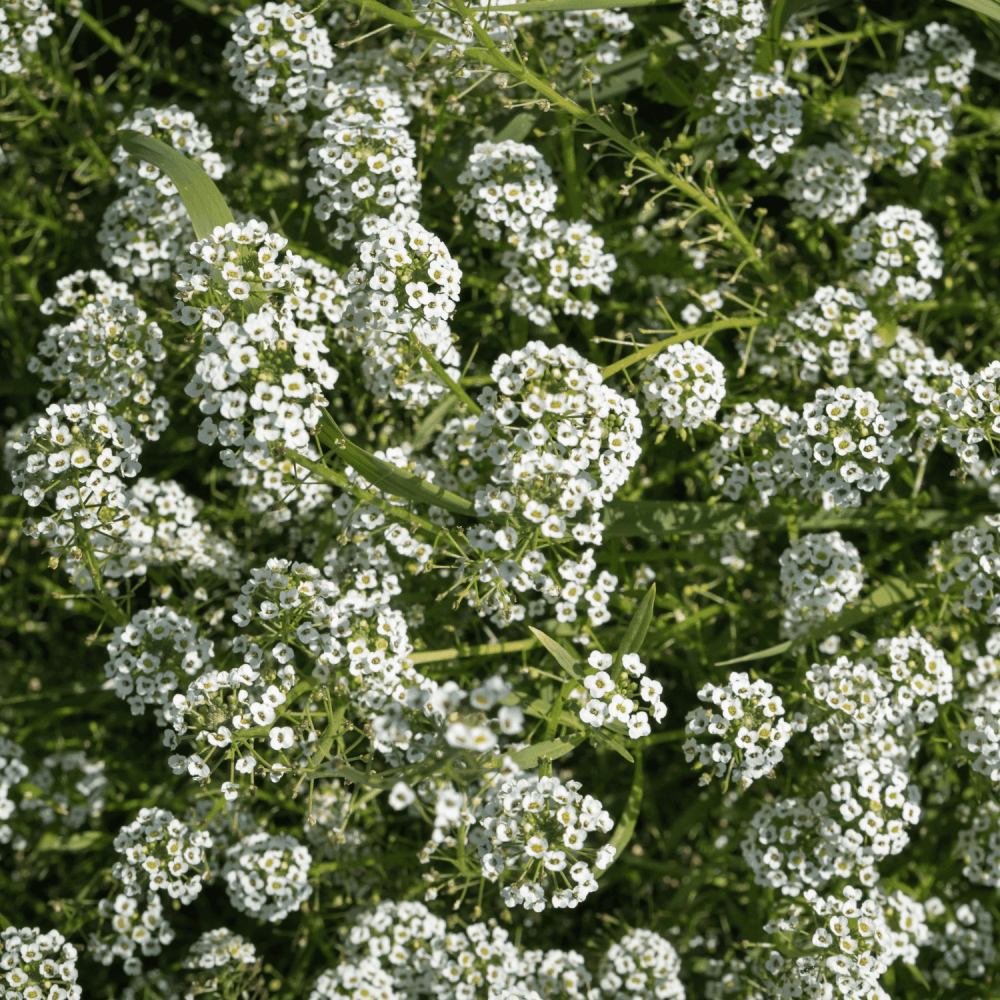 Alyssum - FLEURANDIE