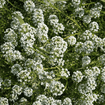 Alyssum - Lobularia maritima