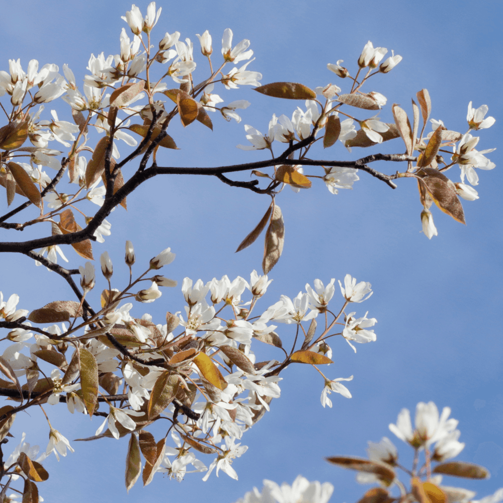 Amélanchier de Lamarck - Amelanchier lamarckii - FLEURANDIE