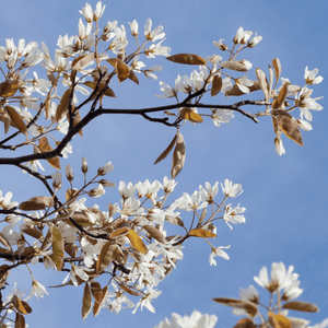 Amélanchier de Lamarck - Amelanchier lamarckii - FLEURANDIE