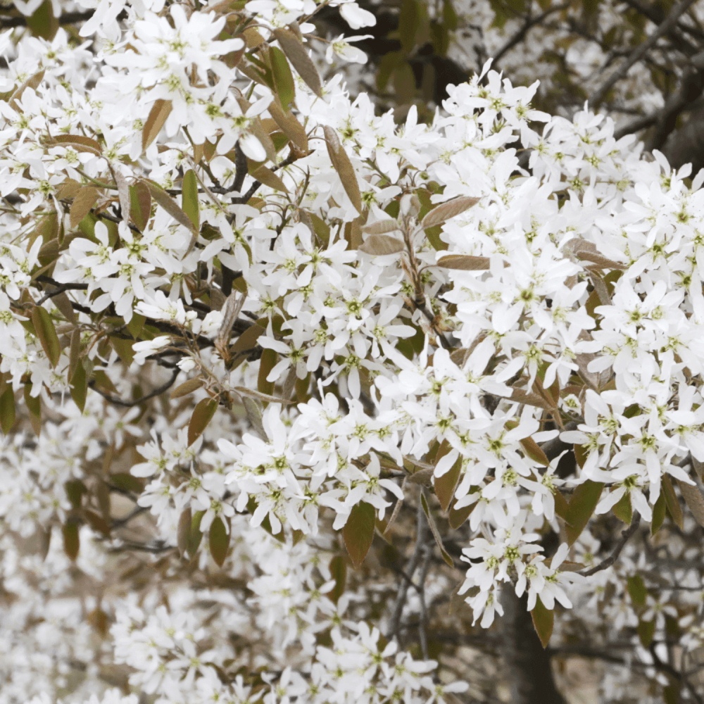 Amélanchier du Canada - Amelanchier canadensis - FLEURANDIE