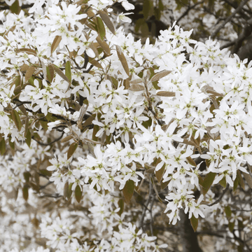 Amélanchier du Canada - Amelanchier canadensis