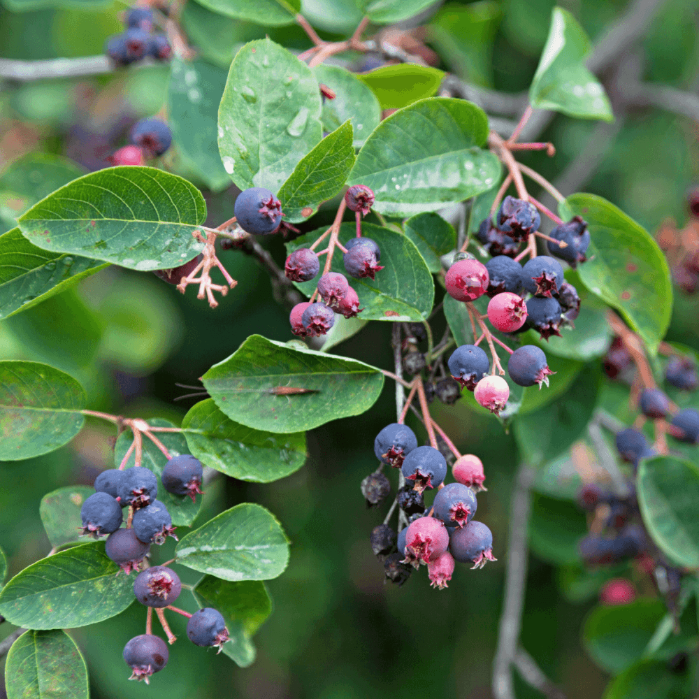 Amélanchier du Canada - Amelanchier canadensis - FLEURANDIE