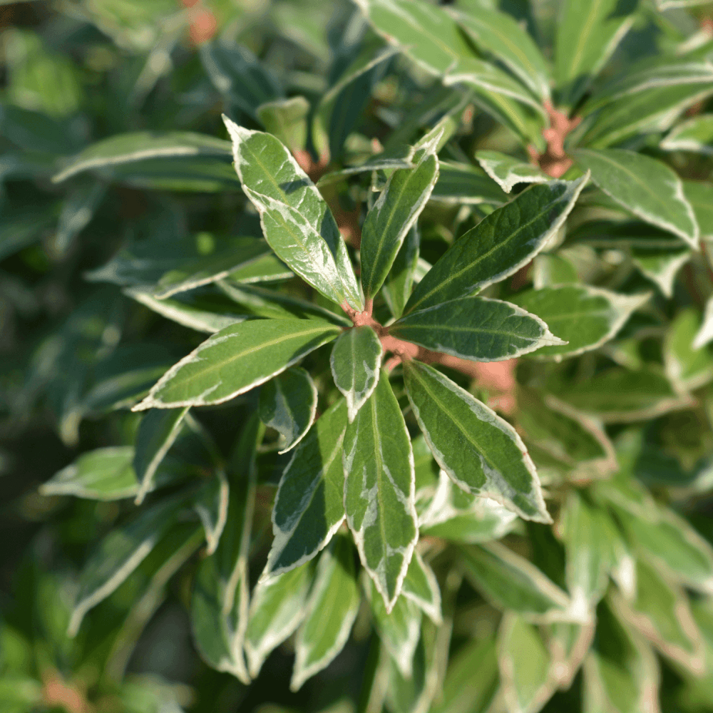 Andromède du Japon 'Flaming Silver' - Pieris japonica 'Flaming Silver' - FLEURANDIE