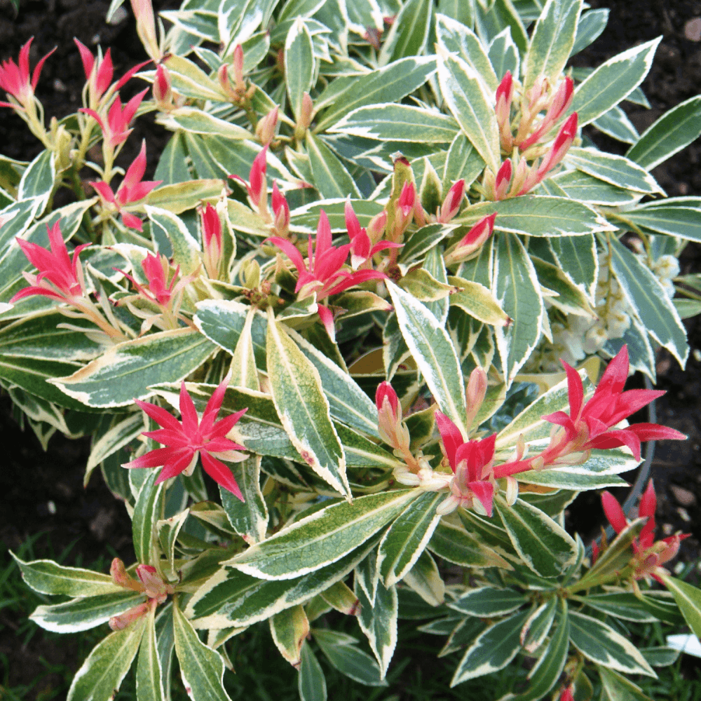 Andromède du Japon 'Flaming Silver' - Pieris japonica 'Flaming Silver' - FLEURANDIE