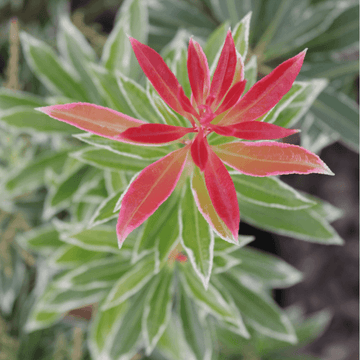 Andromède du Japon 'Flaming Silver' - Pieris japonica 'Flaming Silver'