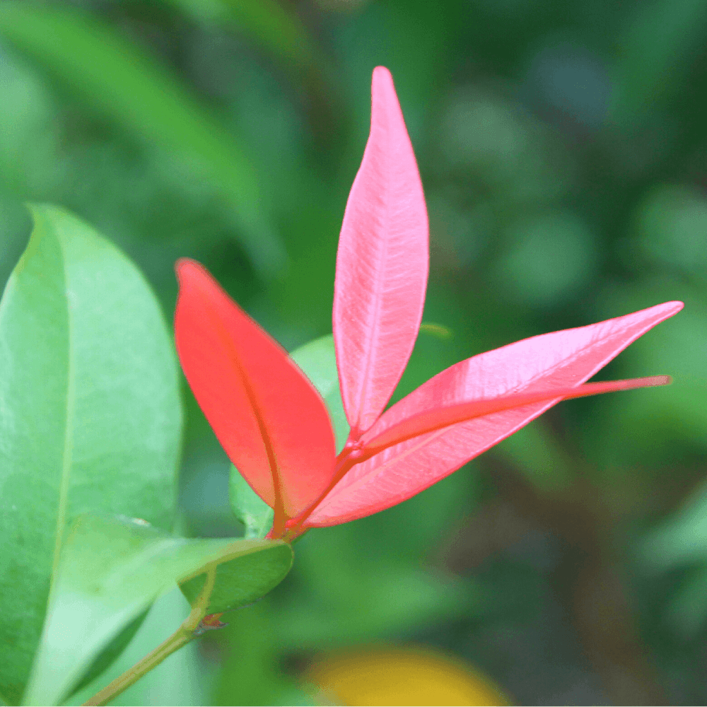 Andromède du Japon 'Forest Flame' - Pieris japonica 'Forest Flame' - FLEURANDIE