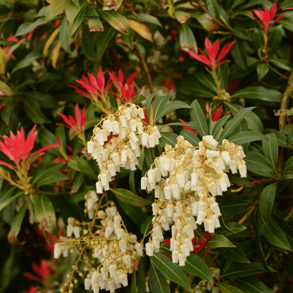 Andromède du Japon 'Forest Flame' - Pieris japonica 'Forest Flame' - FLEURANDIE