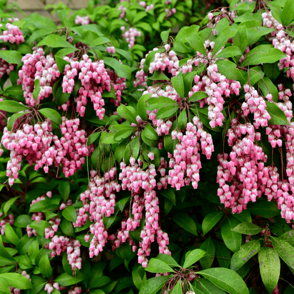 Andromède du Japon 'Katsura' - Pieris japonica 'Katsura' - FLEURANDIE