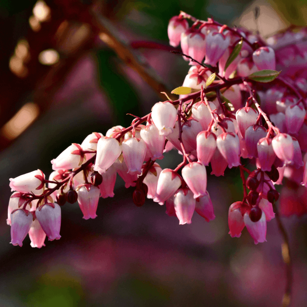 Andromède du Japon 'Katsura' - Pieris japonica 'Katsura' - FLEURANDIE