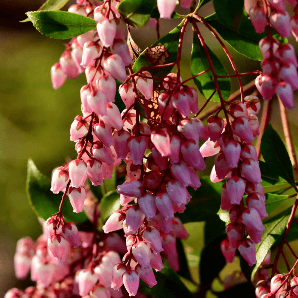 Andromède du Japon 'Katsura' - Pieris japonica 'Katsura' - FLEURANDIE