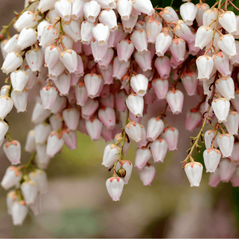 Andromède du Japon 'Little Heath' - Pieris japonica 'Little Heath' - FLEURANDIE