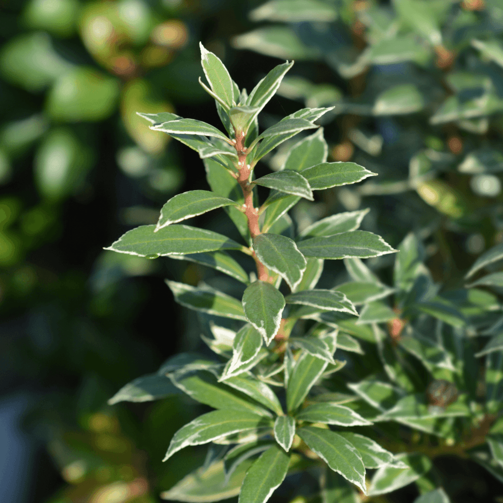 Andromède du Japon 'Little Heath' - Pieris japonica 'Little Heath' - FLEURANDIE