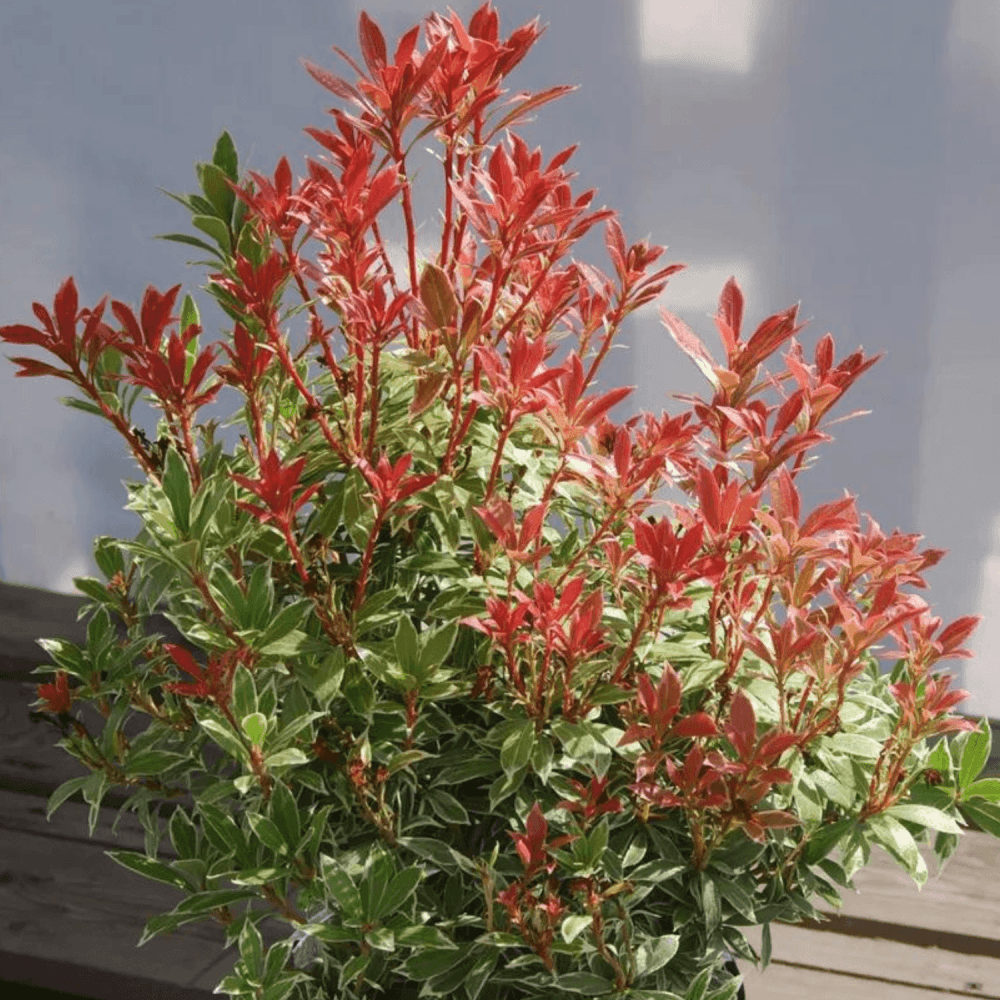 Andromède du Japon 'Little Heath' - Pieris japonica 'Little Heath' - FLEURANDIE