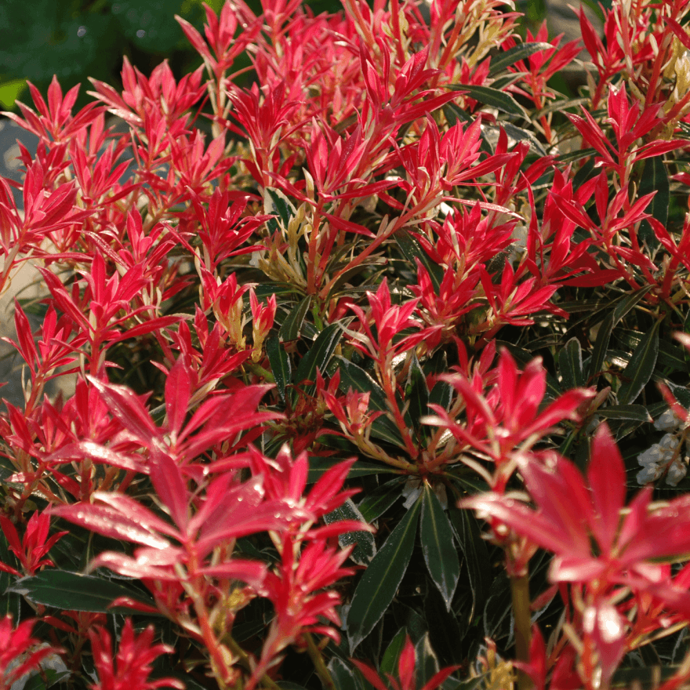 Andromède du Japon 'Mountain Fire' - Pieris japonica 'Mountain Fire' - FLEURANDIE