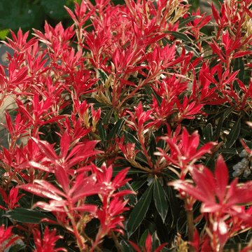 Andromède du Japon 'Mountain Fire' - Pieris japonica 'Mountain Fire'