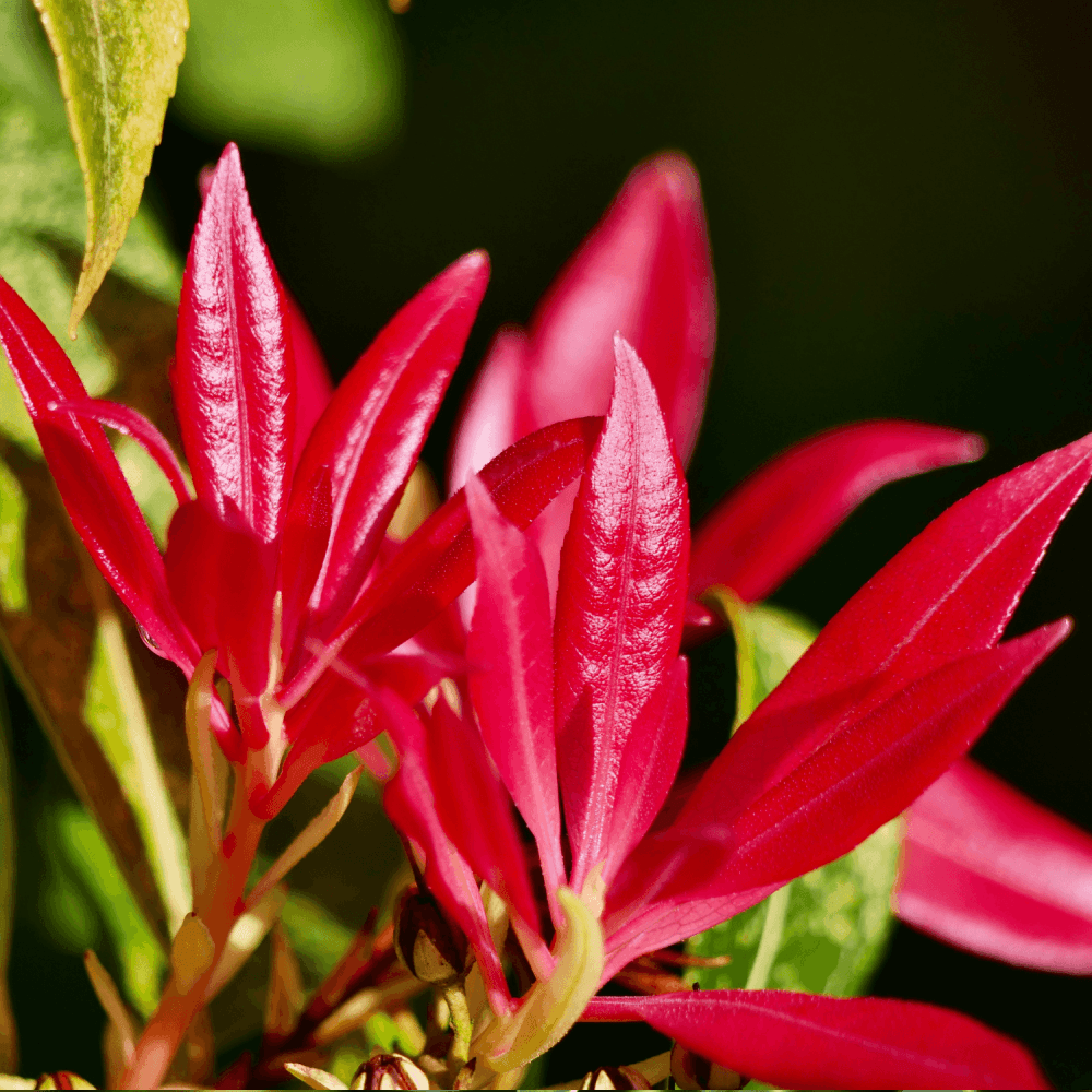 Andromède du Japon 'Mountain Fire' - Pieris japonica 'Mountain Fire' - FLEURANDIE