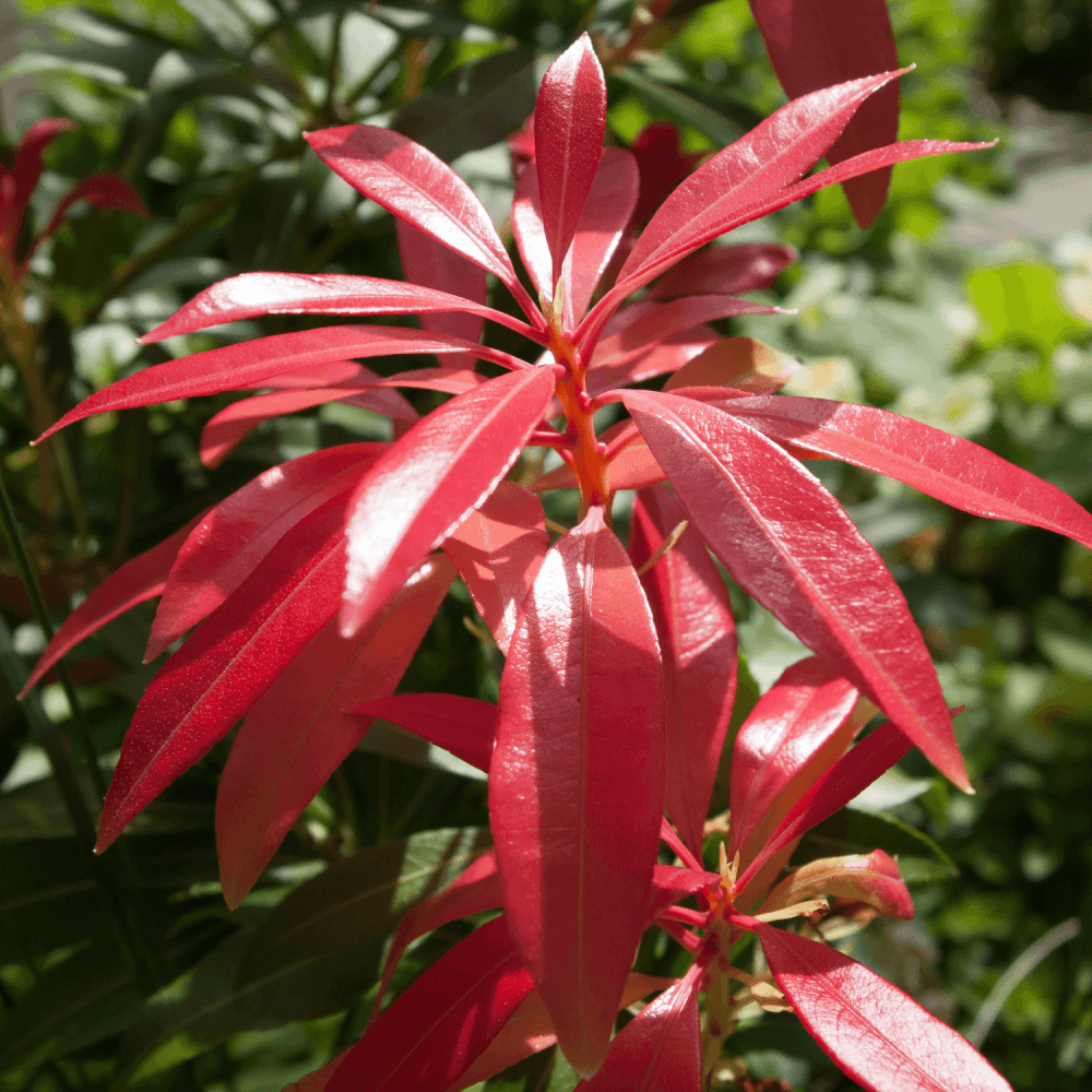 Andromède du Japon 'Mountain Fire' - Pieris japonica 'Mountain Fire' - FLEURANDIE