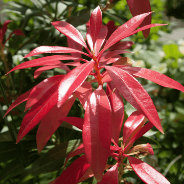 Andromède du Japon 'Mountain Fire' - Pieris japonica 'Mountain Fire'