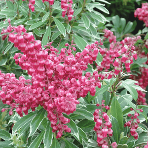 Andromède du Japon Polar Passion® 'PPOBAS' - FLEURANDIE