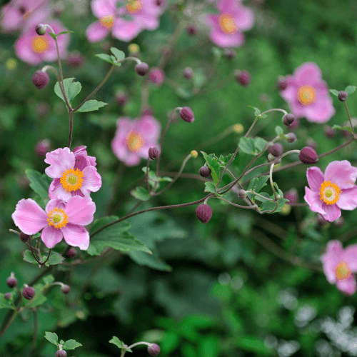 Anémone du Japon 'Pamina' - Anemone hybrida 'Pamina' - FLEURANDIE