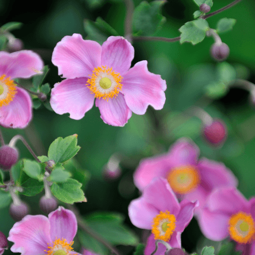 Anémone du Japon 'Pamina' - Anemone hybrida 'Pamina' - FLEURANDIE