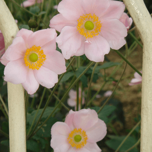 Anémone du Japon 'Reine Charlotte' - Anemone hybrida 'Reine Charlotte' - FLEURANDIE