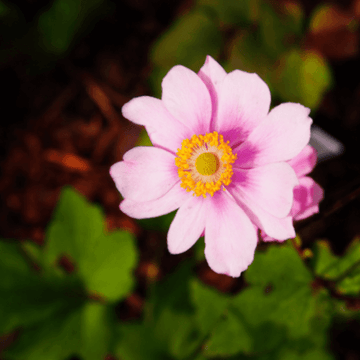Anémone du Japon 'Reine Charlotte' - Anemone hybrida 'Reine Charlotte'