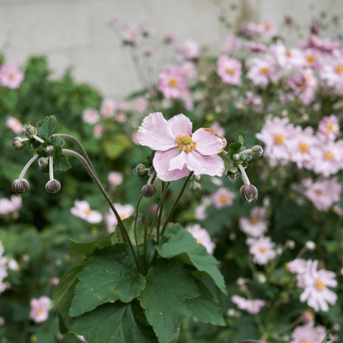 Anémone du Japon 'Reine Charlotte' - Anemone hybrida 'Reine Charlotte' - FLEURANDIE