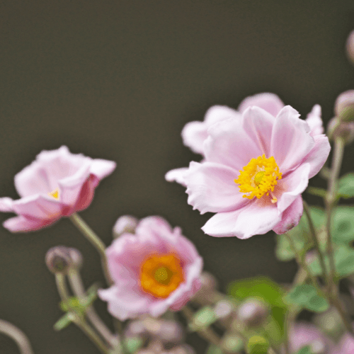 Anémone du Japon 'September Charm' - Anemone hupehensis 'September Charm' - FLEURANDIE